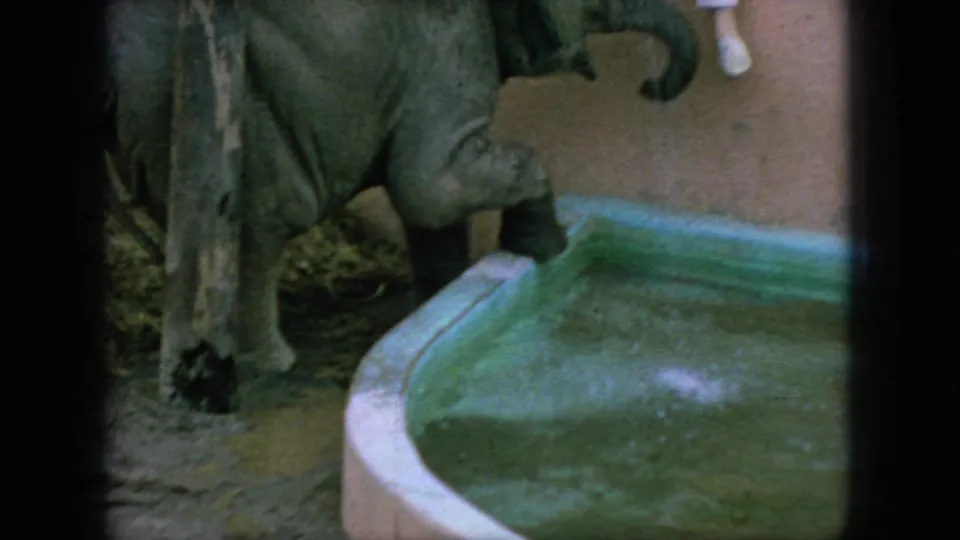 Young elephant standing near a low greenish water pool in a zoo enclosure, with a brief partial view of a person in light-colored pants at the edge of the frame.