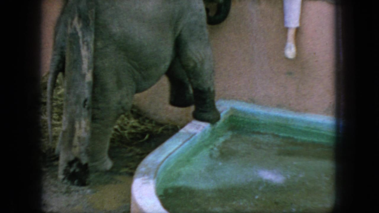 1966 New Jersey 8mm frame showing a baby elephant beside a green-tinted water basin, with straw bedding, a pinkish wall, and dark foreground framing.