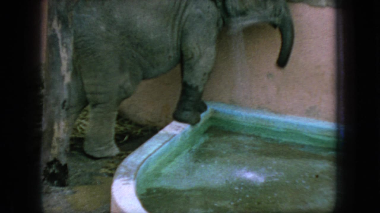 Young elephant near a green basin with its trunk raised slightly.