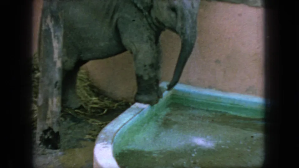 1966 New Jersey 8mm frame showing a baby elephant lowering its trunk near the rim of a green water basin inside a straw-lined enclosure.