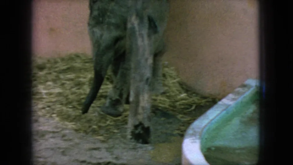 1966 New Jersey 8mm frame with the small elephant partly turned away behind a wooden post, straw bedding on the floor, and the green basin at the right edge.