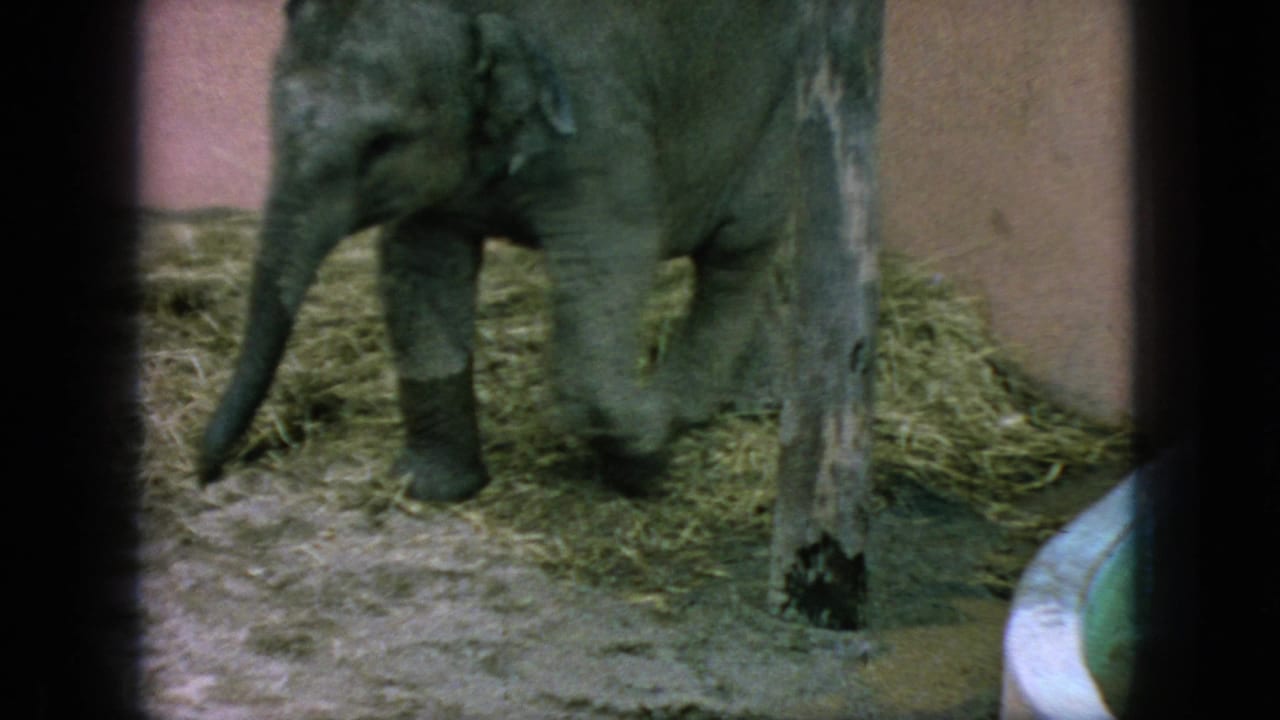 In 1966 New Jersey zoo footage, a young elephant stands inside an enclosure with hay bedding, a wooden post, and muted 8mm film edges.