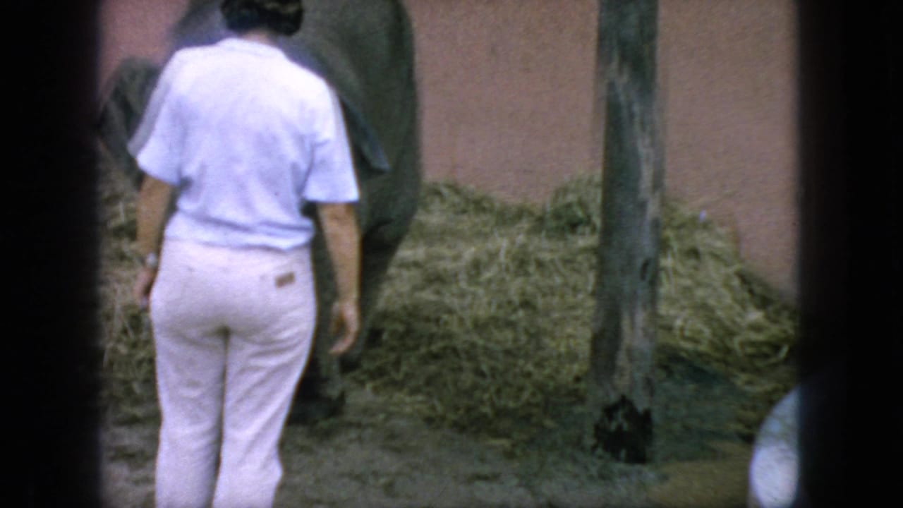 Female handler in light clothing walks beside a young elephant in an enclosure.