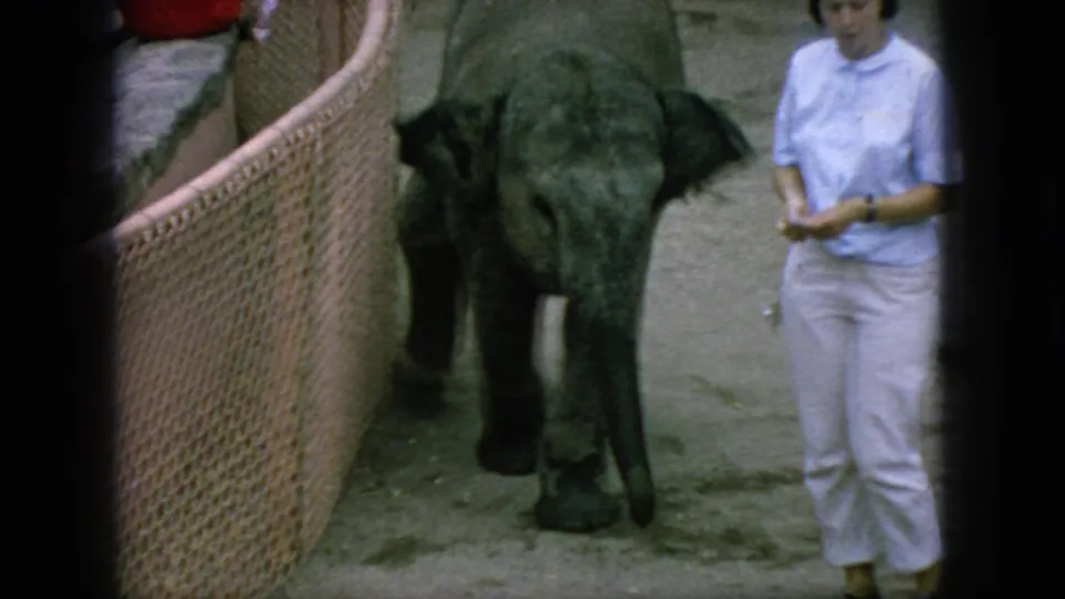 The young elephant faces toward the camera beside a curved enclosure fence while the handler stands at the side in 1966 New Jersey home-movie footage.