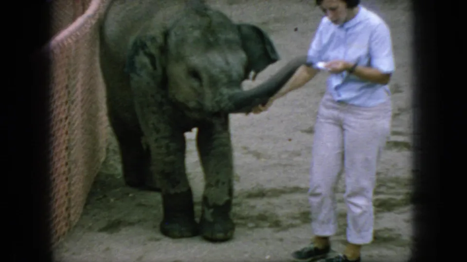 A female handler offers a small treat while the baby elephant extends its trunk in a 1966 New Jersey zoo enclosure, captured with soft 8mm color texture.