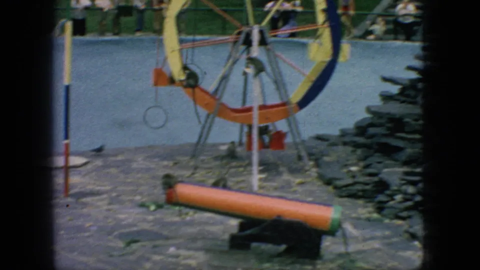 The monkey moves along the stone-paved enclosure beside a low orange cylinder, with a colorful wheel apparatus, hanging ring, rock wall, and blurred spectators visible beyond the barrier.