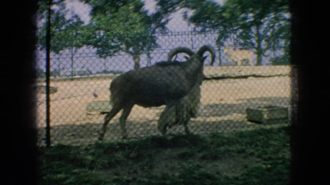 A large horned ram walks across a fenced zoo enclosure in 1966 New Jersey 8mm home-movie footage.