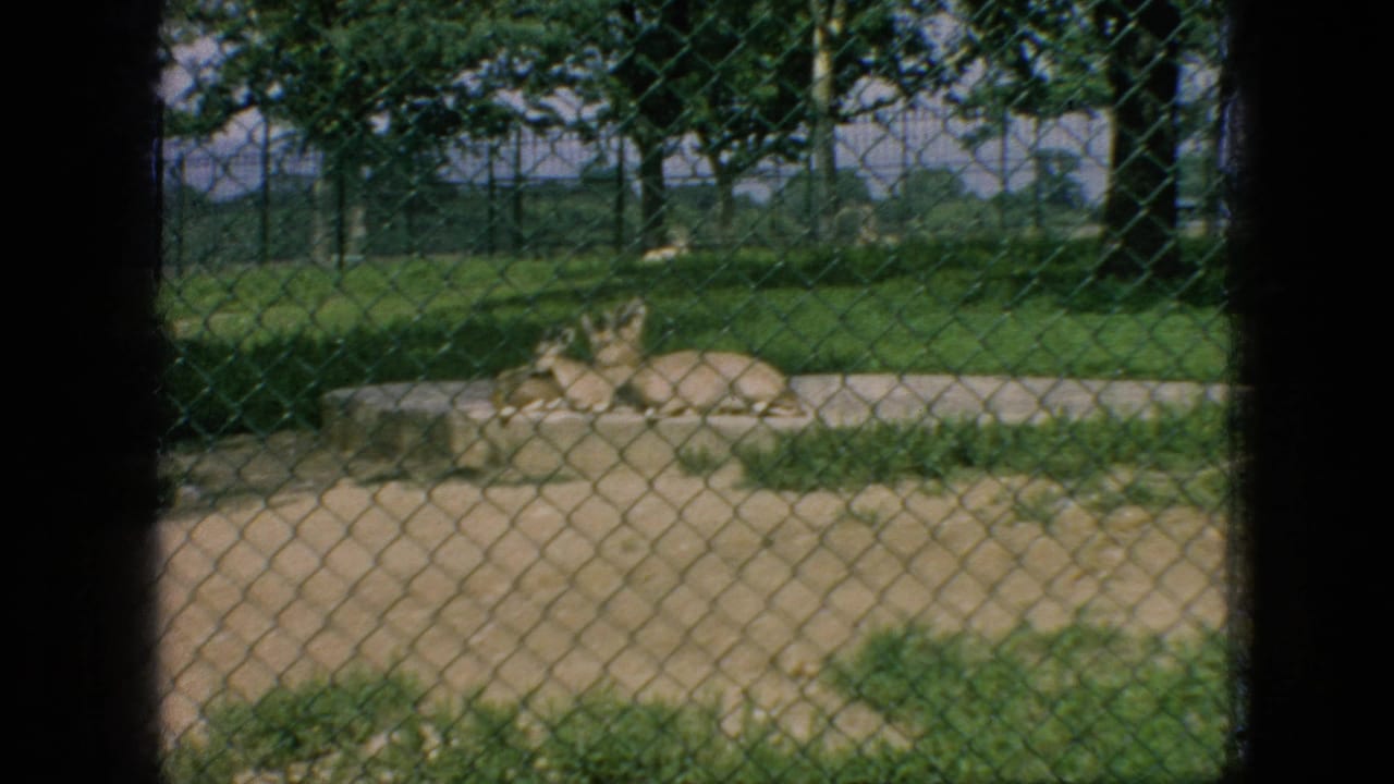 Deer resting on a concrete platform behind a chain-link fence.
