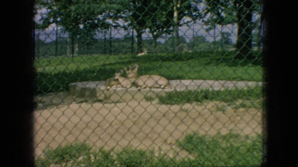 A deer rests on a low concrete platform inside a fenced zoo enclosure, seen through visitor fencing in the supplied 1966 New Jersey footage.