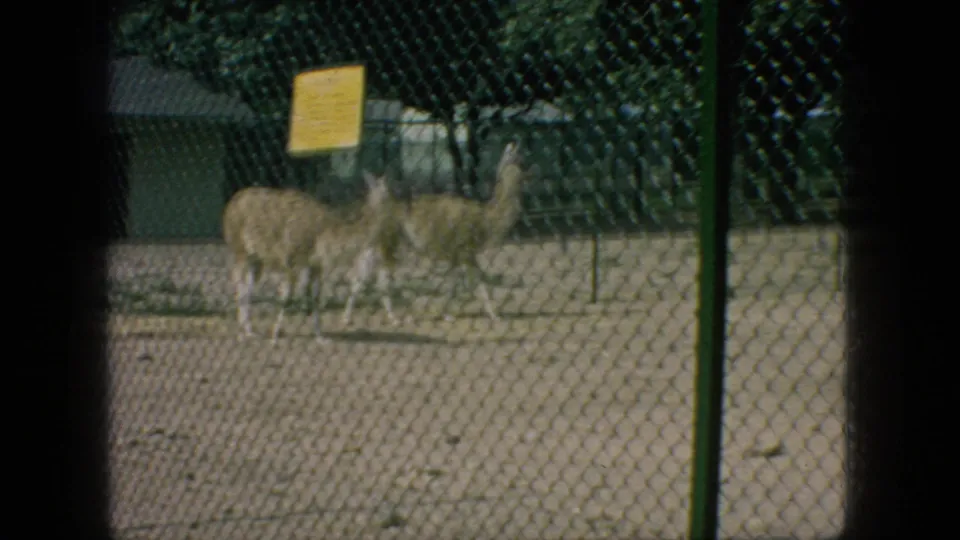 Two llama- or alpaca-like animals stand together behind chain-link fencing at a zoo, with a small yellow sign visible nearby in 1966 New Jersey home-movie footage.