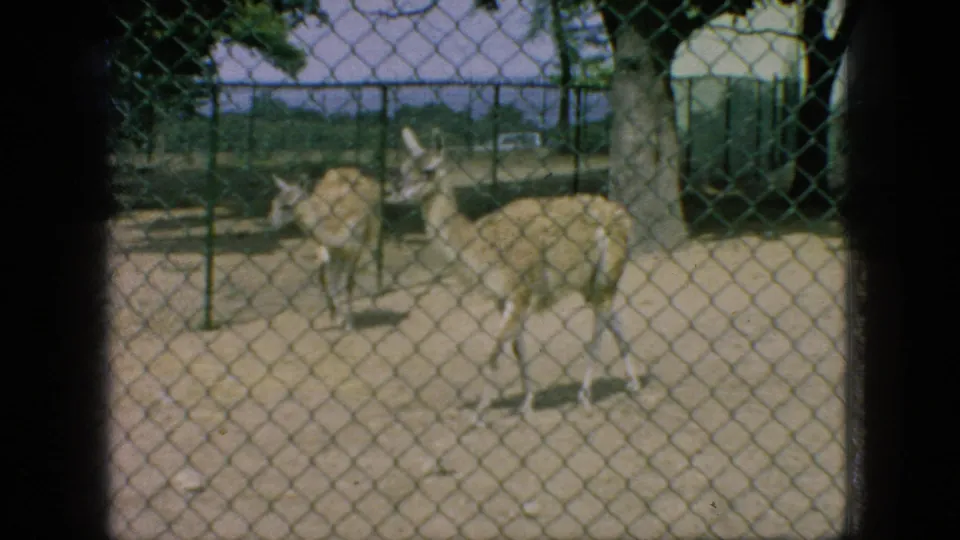 Two deer stand inside a chain-link zoo enclosure with trees and sandy ground visible in 1966 New Jersey 8mm home-movie footage.