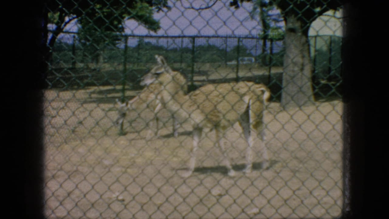 A light-colored antelope-like animal stands in a sandy fenced zoo enclosure in 1966 New Jersey home-movie footage.
