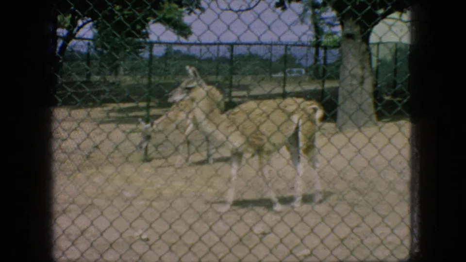 A light-colored antelope-like animal stands in a sandy fenced zoo enclosure in 1966 New Jersey home-movie footage.