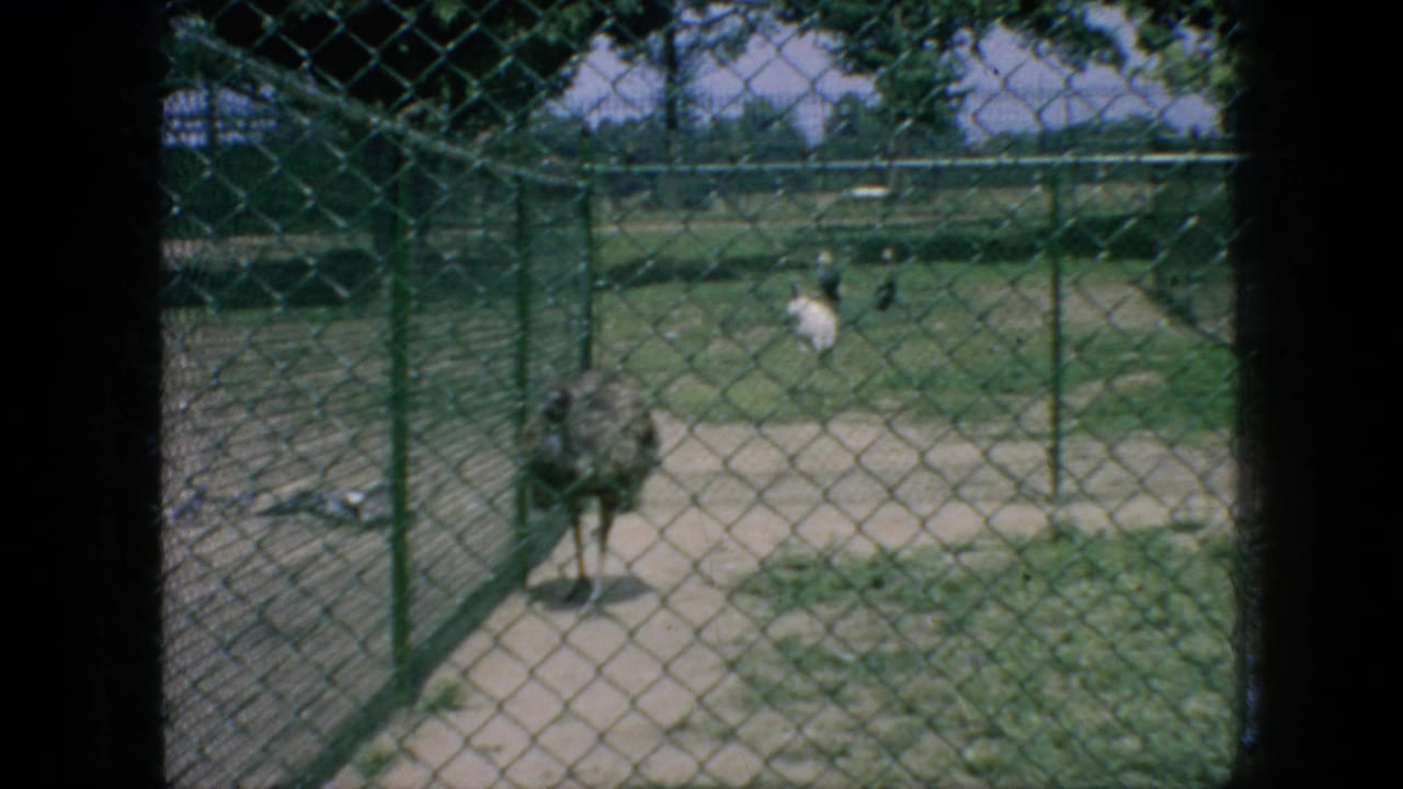 An ostrich-like bird stands inside a fenced animal area with grass, paths, and additional birds visible in the background.