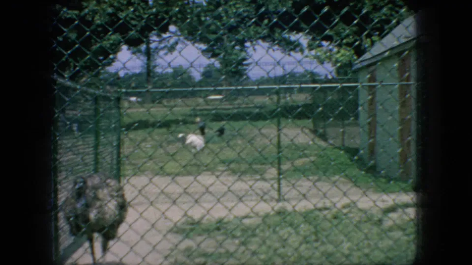 An ostrich-like bird appears near the chain-link fence while other birds move through a grassy fenced enclosure in the background.