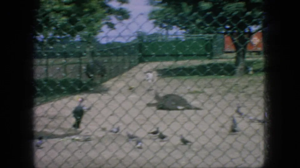 Several birds, including pigeon-like birds and a larger dark bird, stand on sandy ground inside a fenced New Jersey zoo enclosure.
