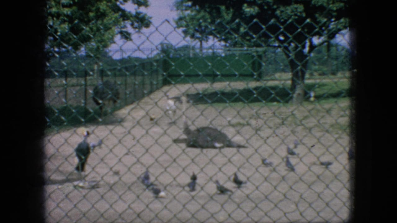 1966 New Jersey 8mm frame showing birds and a large tortoise in a sandy zoo or farm enclosure viewed through chain-link fencing.