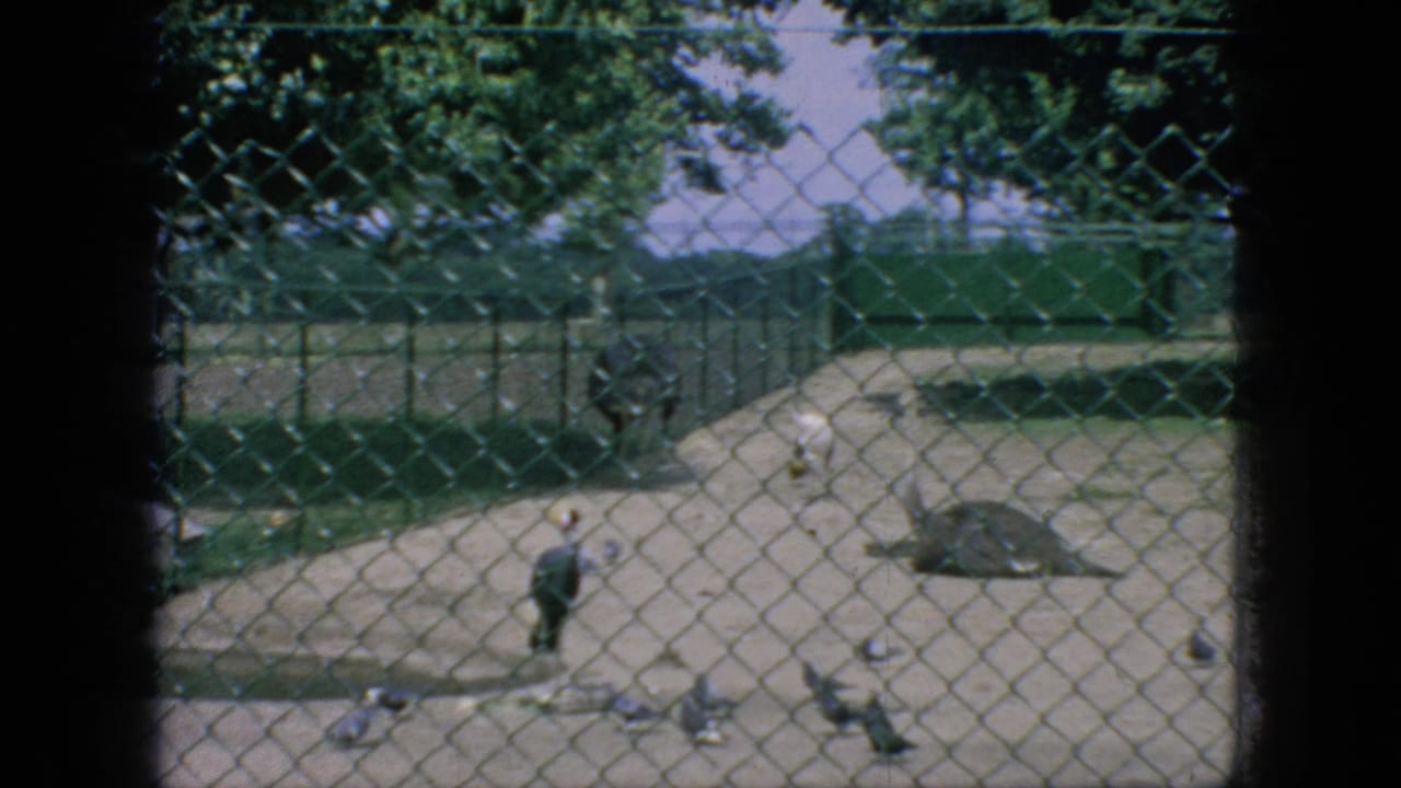 Fenced enclosure with birds, a tortoise, and trees beyond the pen.