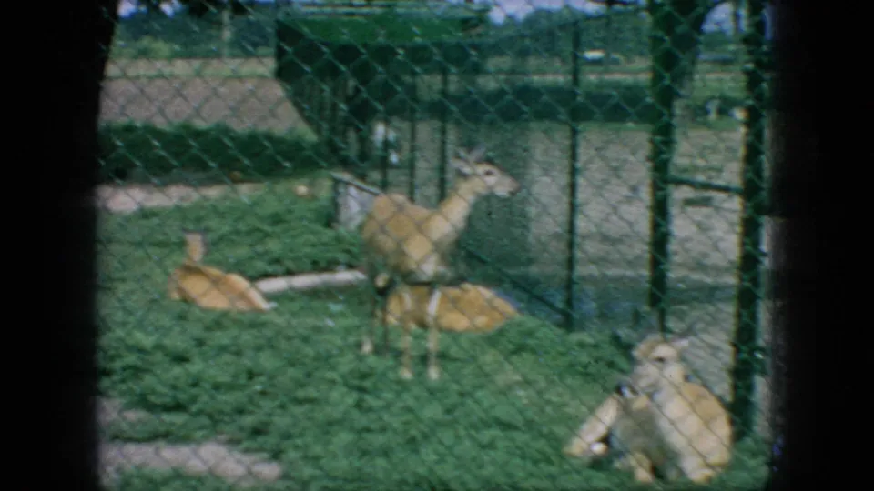 1966 New Jersey 8mm frame showing deer-like animals in a grassy enclosure seen through chain-link fencing at a zoo or farm setting.