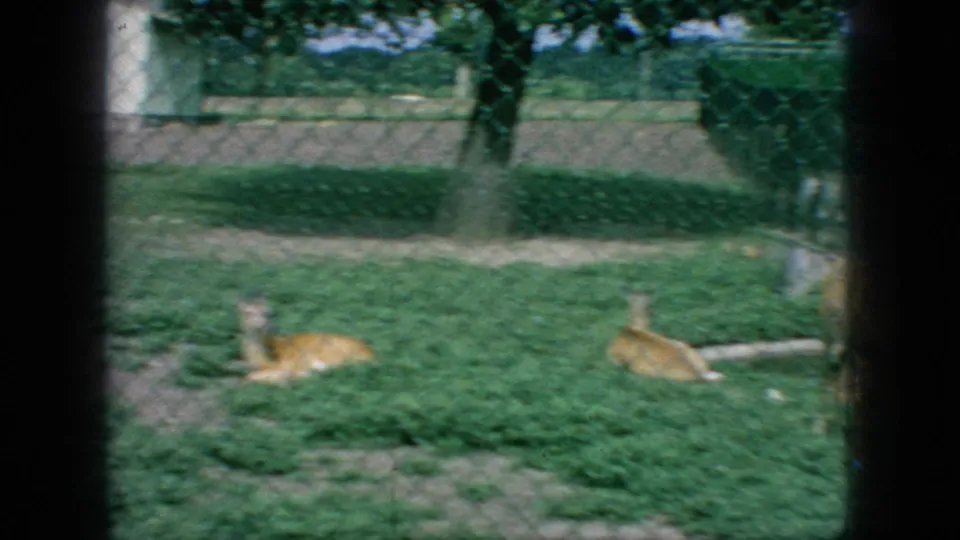 1966 New Jersey home-movie frame of deer-like animals resting in a grassy fenced pen, filmed from a visitor viewpoint through chain-link fencing.