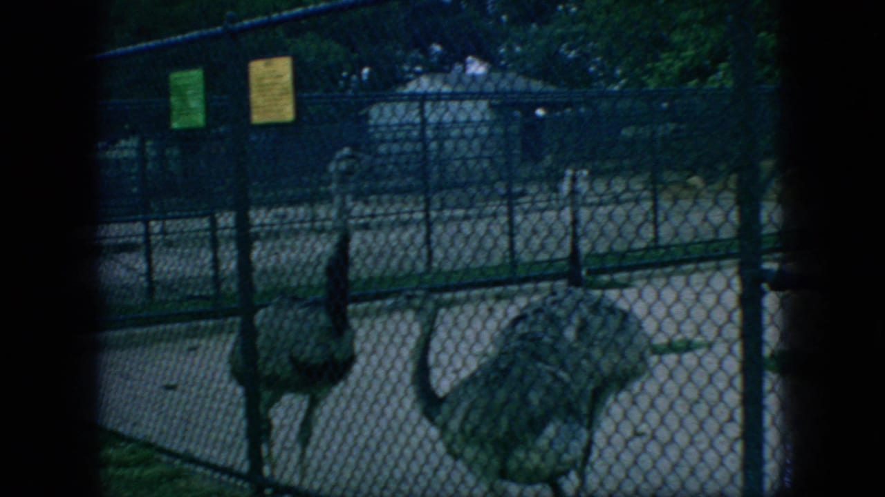 Two deer rest on grass behind chain-link fencing in 1966 New Jersey home-movie footage, with small posted signs and trees visible in the background.
