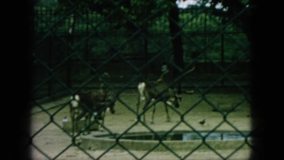 Two ostriches walk inside a sandy fenced zoo enclosure in 1966 New Jersey home-movie footage, seen through chain-link fencing with trees and enclosure structures behind them.