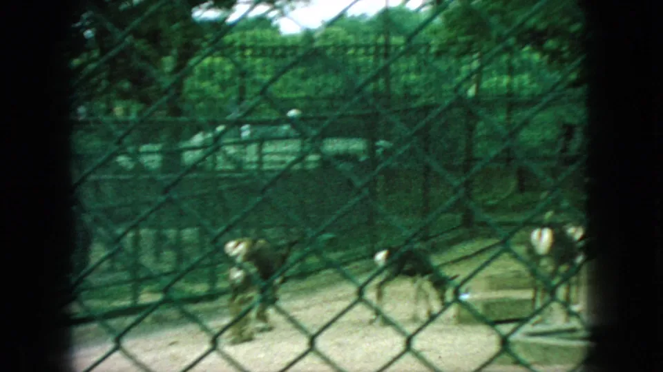 Several goats stand in a fenced enclosure near a small structure in 1966 New Jersey home-movie footage, with chain-link mesh and trees softening the view.