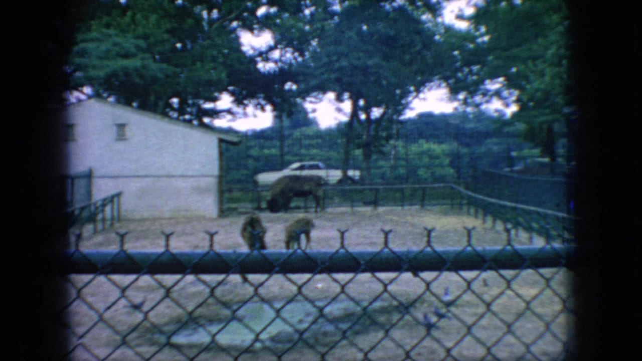 1966 New Jersey 8mm frame showing bison in a dirt zoo enclosure filmed through chain-link fencing, with a white building, trees, and a parked car in the background.