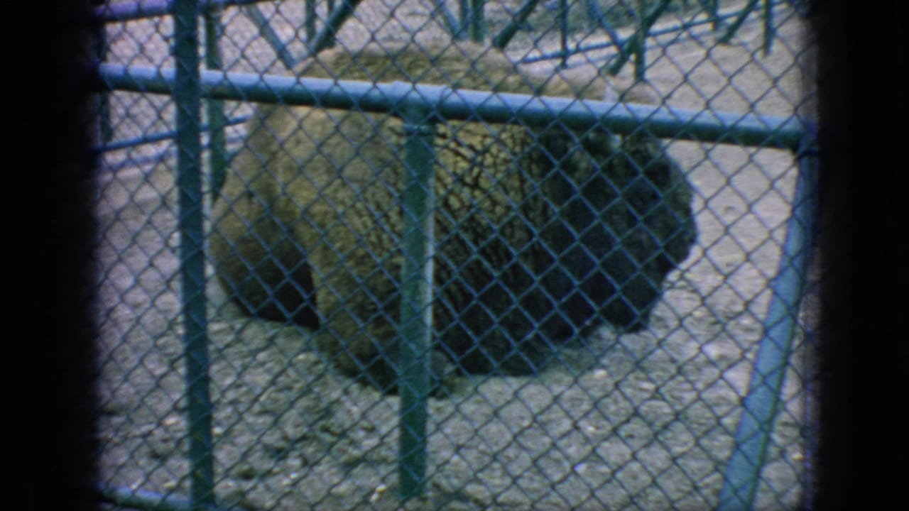 A bison rests or stands near a small structure inside a fenced dirt enclosure.