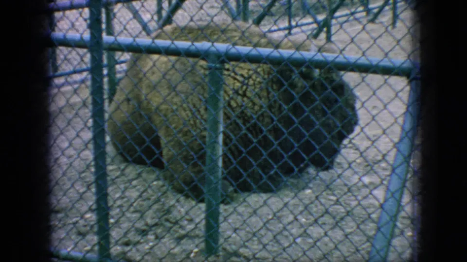 1966 New Jersey 8mm frame with a bison near a small shelter-like structure inside a chain-link zoo enclosure, filmed from outside the fence.