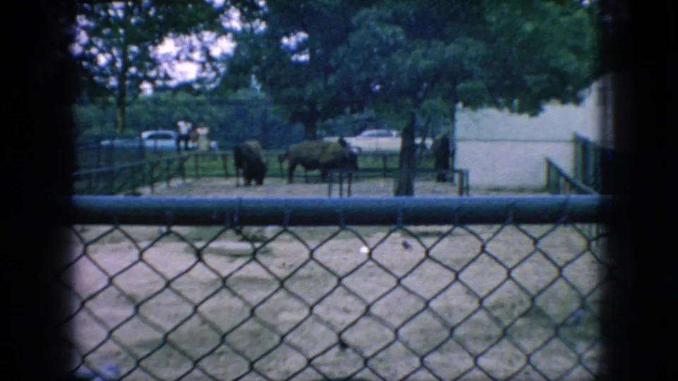 1966 New Jersey 8mm frame showing two bison in a zoo pen behind chain-link fencing, with trees, railings, distant visitors, and parked cars beyond the enclosure.