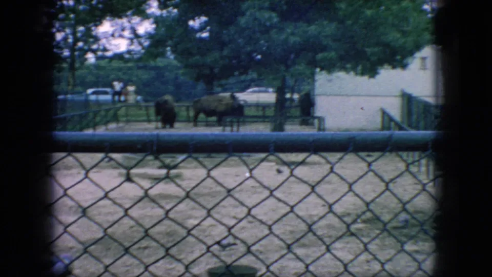 1966 New Jersey 8mm frame showing bison inside a chain-link zoo enclosure, with a white building, trees, parked cars, and distant visitors in the background.