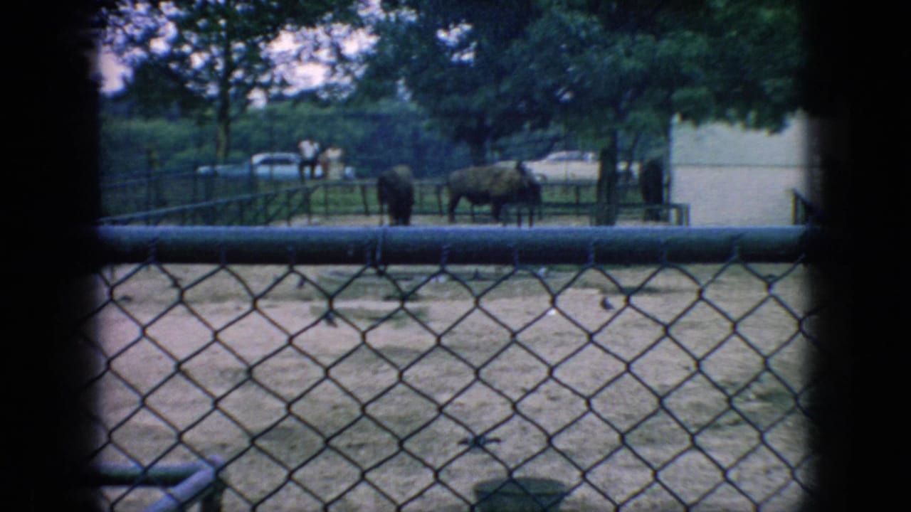 1966 New Jersey 8mm frame showing horned bovine animals inside a chain-link enclosure with trees, dirt ground, a pale building, and distant visitor figures.