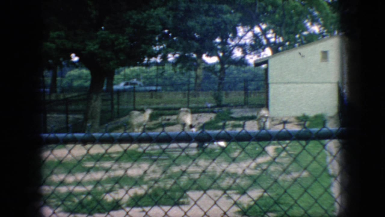 1966 New Jersey home-movie frame looking through chain-link fencing at a grassy animal habitat with rocks, trees, and a small pale building.