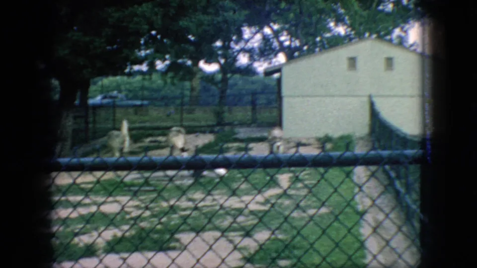 1966 New Jersey 8mm frame showing a horned animal in a fenced grassy habitat, with rocks, trees, and a pale outbuilding in the background.