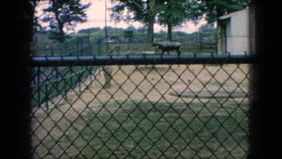 1966 New Jersey home-movie frame showing a bison-like horned animal moving through a chain-link enclosure with trees, dirt ground, fencing, and a pale building nearby.