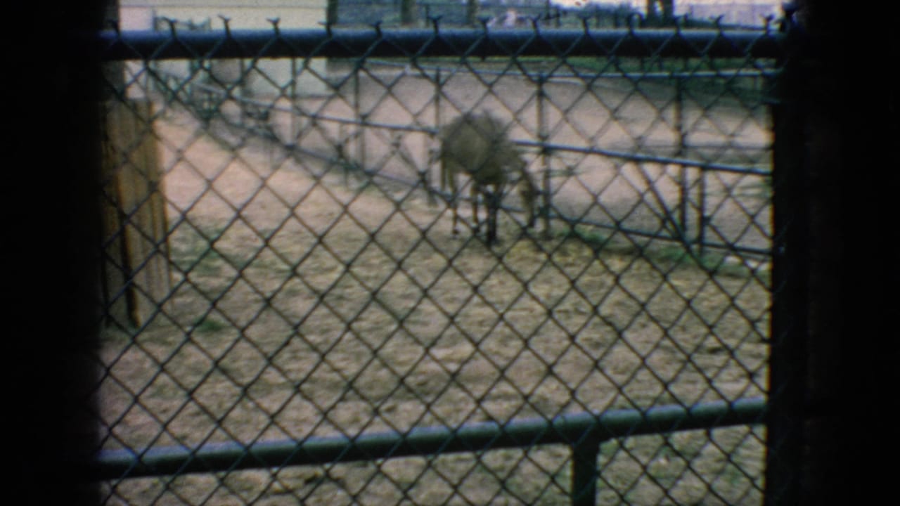 A light-colored goat or antelope-like animal grazes in a sandy fenced enclosure in 1966 New Jersey home-movie footage.