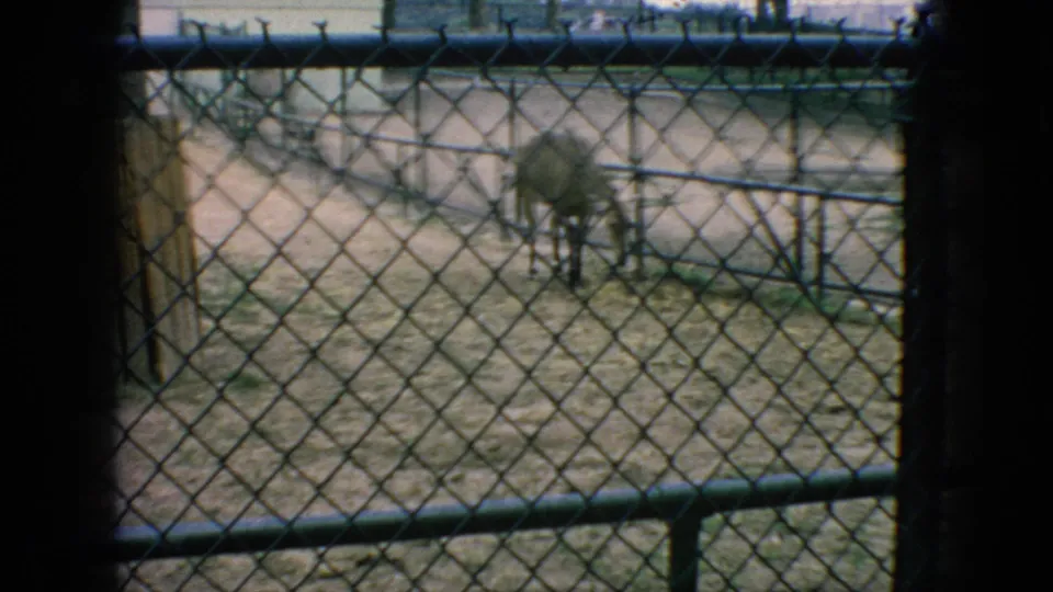 A light-colored goat or antelope-like animal grazes in a sandy fenced enclosure in 1966 New Jersey home-movie footage.