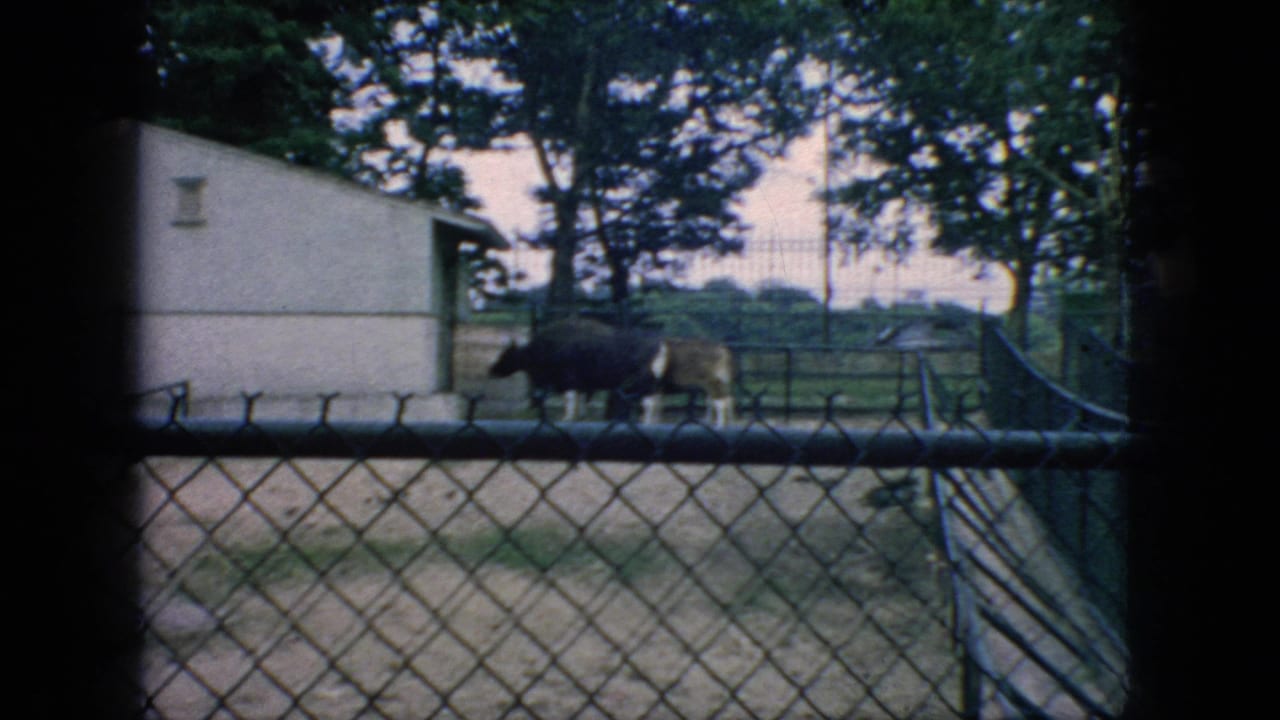 Large dark hoofed animal standing near a small building behind fencing.