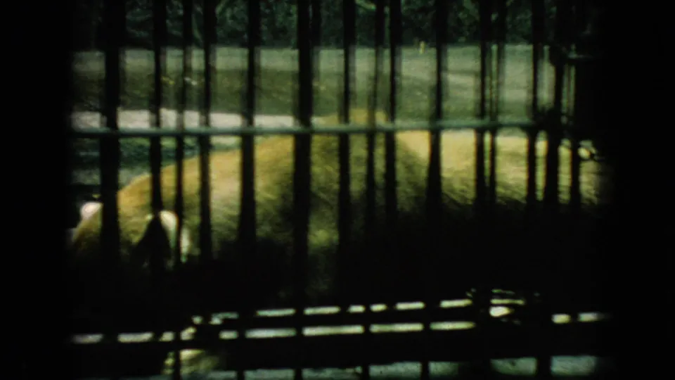 A dark, underexposed view through vertical fencing shows a grassy zoo enclosure with light-colored animals partly visible at the lower edge.