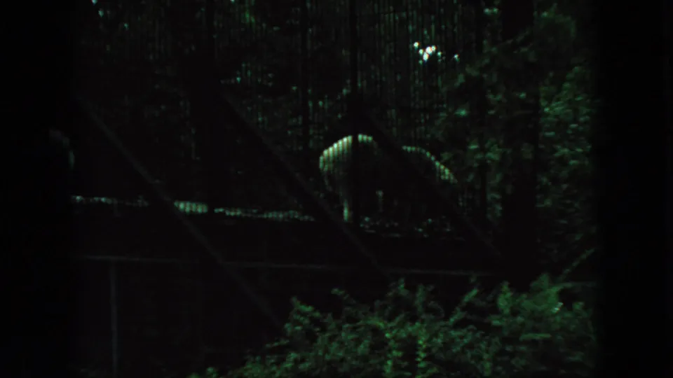 A pale animal stands in a dark wooded enclosure behind fencing and railings, with steps crossing the foreground in the home-movie frame.