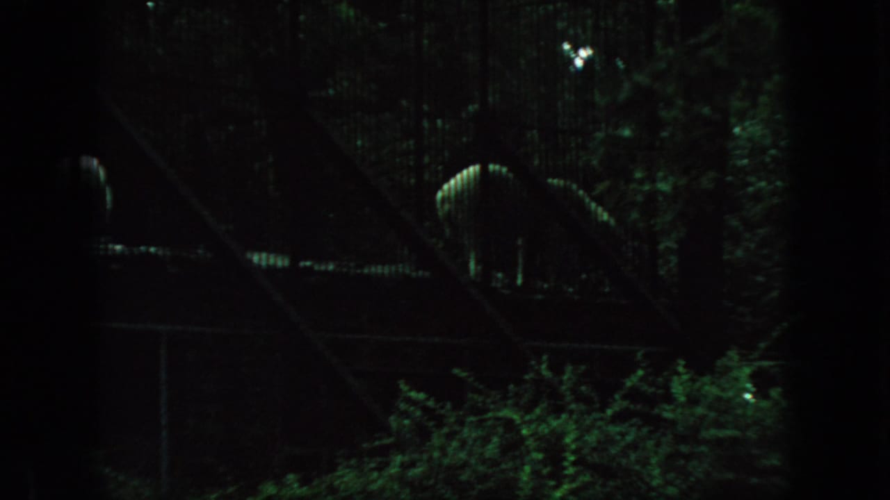 Dark, grainy 1966 New Jersey 8mm frame looking through zoo enclosure fencing toward a partially visible flamingo among dense greenery.