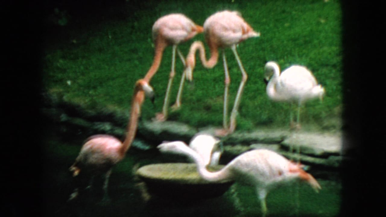 Several flamingos and white birds stand near grass and a shallow water edge.