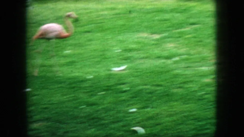 A lone flamingo rests low on bright green grass in a soft-focus 1966 New Jersey zoo enclosure shot.