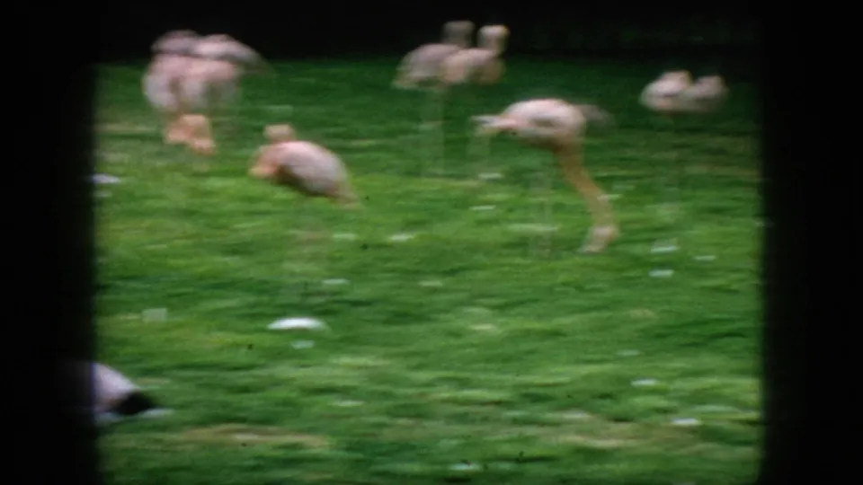 Multiple flamingos stand, bend, and forage across a green zoo enclosure near water in the closing 1966 New Jersey 8mm frame.