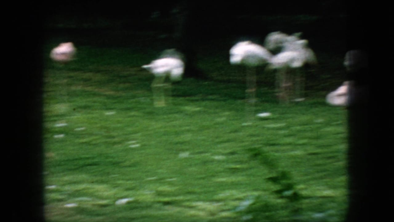 1966 New Jersey 8mm frame showing a flock of pink flamingos scattered across a green lawn, with dark vertical foreground bars and heavy motion softness.