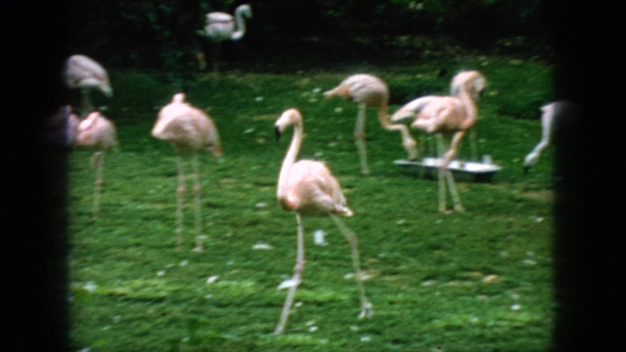 1966 New Jersey home-movie frame of pink flamingos moving across a green enclosure, including one bird stepping toward the camera while others forage behind it.