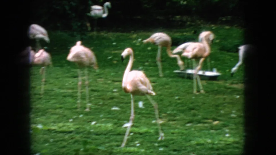 1966 New Jersey home-movie frame of pink flamingos moving across a green enclosure, including one bird stepping toward the camera while others forage behind it.