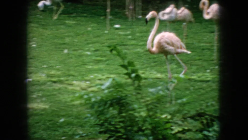 1966 New Jersey 8mm frame showing a flamingo crossing a lush green lawn, with additional flamingos behind it and dark foreground framing from the camera position.