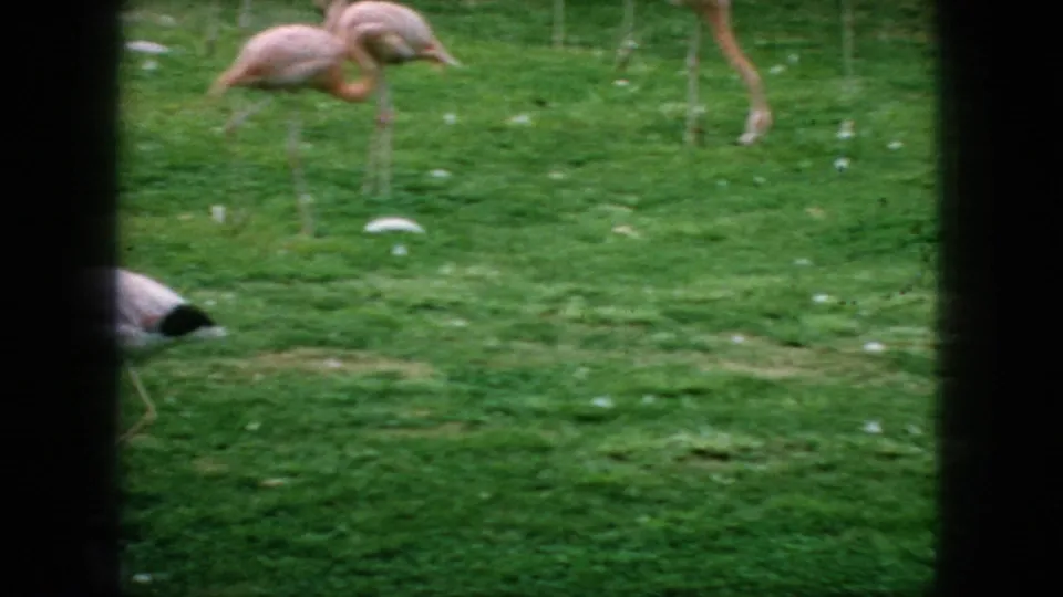 1966 New Jersey home-movie frame of flamingos foraging and walking across grass, with soft focus, scattered feathers, and partial framing at the edge of the shot.